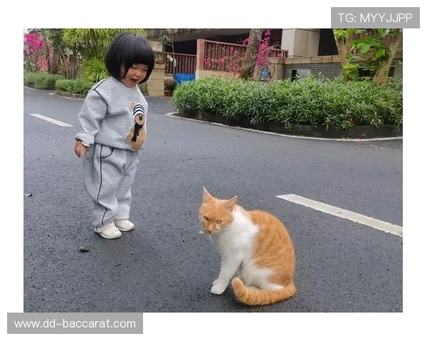 奶奶与猫咪的欢乐追逐游戏探索与亲子互动的乐趣